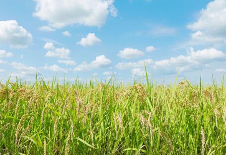 各地政策頻出，生物質(zhì)發(fā)電引重視