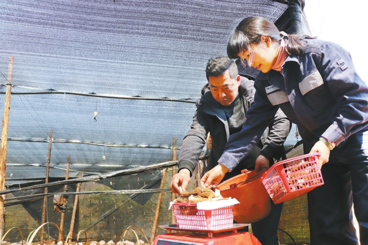 郭艷萍:駐村第一書(shū)記的“生意經(jīng)”