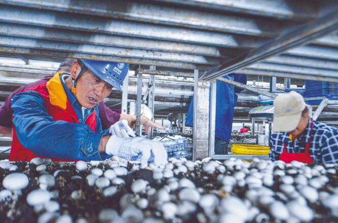 安徽灣沚供電公司:打造先鋒團(tuán)隊 服務(wù)鄉(xiāng)村振興