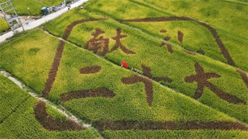 國網(wǎng)壽寧縣供電公司:“黨建+服務(wù)”助力秋收“谷滿倉”