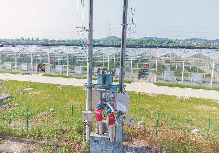 南京市溧水區(qū)白馬鎮(zhèn):小藍(lán)莓拉動(dòng)鄉(xiāng)村億元產(chǎn)業(yè)