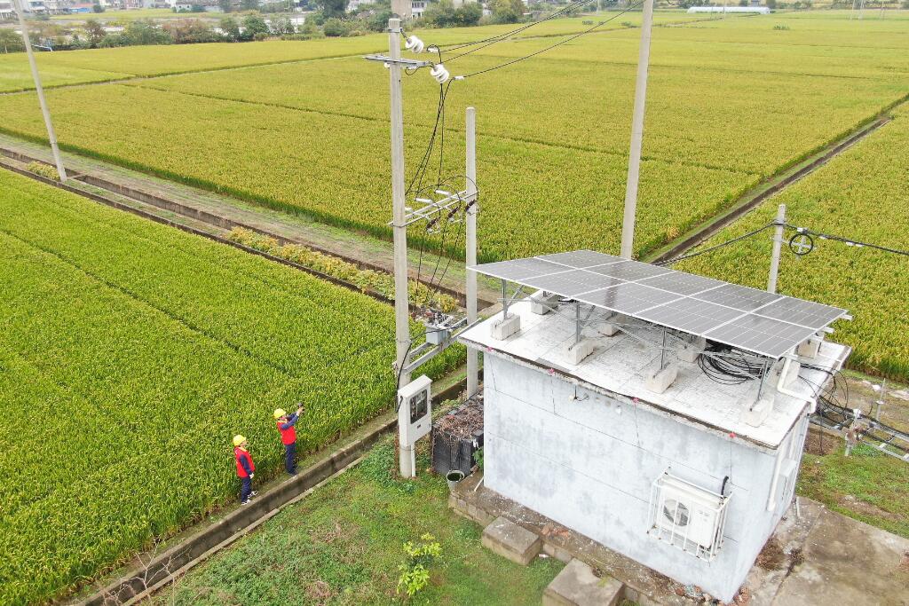 國網(wǎng)余姚市供電公司:晚稻飄香季 電助好“豐”光
