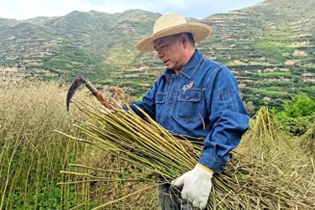 國(guó)網(wǎng)禮縣供電公司:油菜豐收 愛心助力