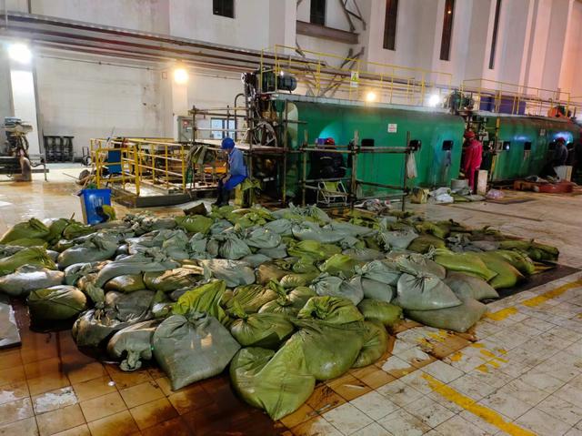 華東區(qū)域最大發(fā)電廠遭遇海蜇危機(jī)：循泵房面臨被堵，員工24小時(shí)抓海蜇